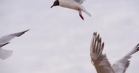Soaring Seagull 4K Video stock 67471627