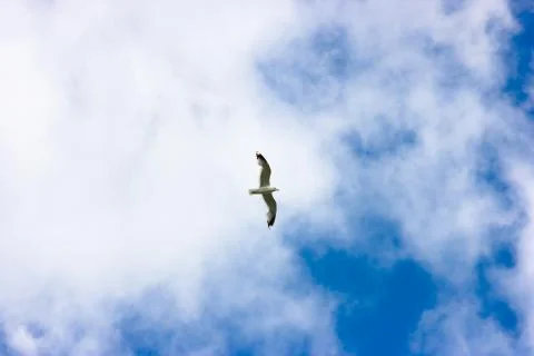 Soaring seagull Stock Photos