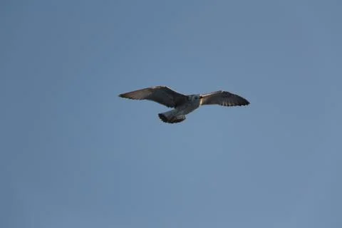 Soaring Seagull Stock Photos