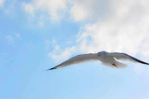 A soaring seagull Stock Photos
