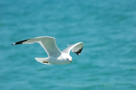 Soaring seagull Stock Photos