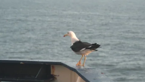 Soaring seagull from the ship's board. Stock Footage 90676721
