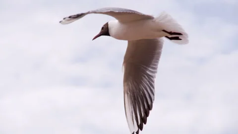 Soaring Seagull in the Sky HD Stock Footage 285380356