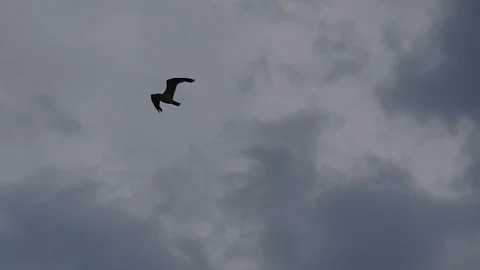 Soaring Seagull in The Sky Under The Clouds Stock Footage 115525399