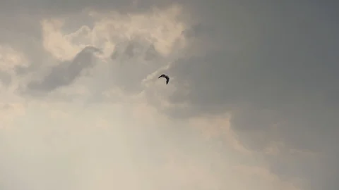 Soaring Seagull in The Sky Under The Rain Clouds Stock Footage 115525237