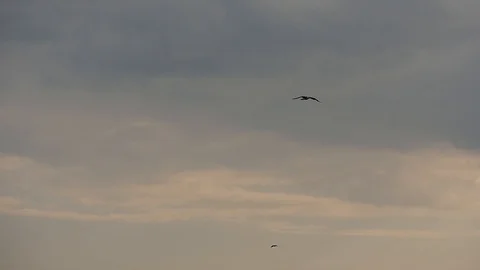 Soaring Seagull in The Sky Under The Rain Clouds Stock Footage 115525305