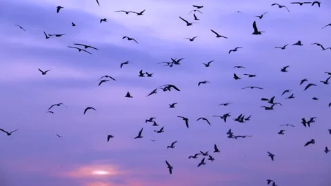 Soaring seagulls against the backdrop of the setting sun Stock Footage 243759787