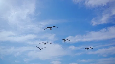Soaring seagulls in the background of the blue sky, Red Sea, Egypt Stock-Footage 294892439