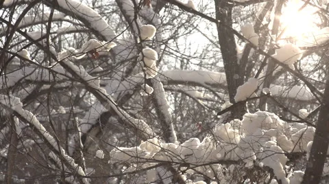 Soaring Snow Stock Footage 45593443