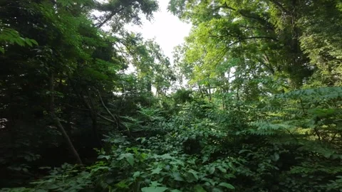 Soaring Through Summer Greens: FPV Drone Footage Stock Footage 246488331