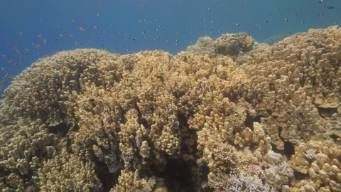 Soaring underwater glide over fire corals and tropical fish in the Red Sea Stock Footage 252779120