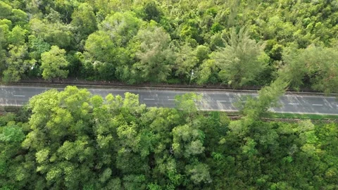 Soaring view above verdant canopy and winding asphalt path through expansive Stock Footage 326190394