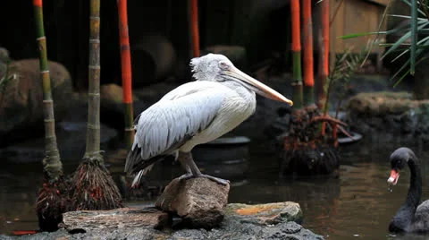 Soaring white pelican. Stock Footage 24965256