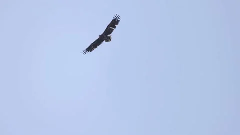 Soaring white-tailed eagle against the sky, 4K very slomo Stock Footage 176288664