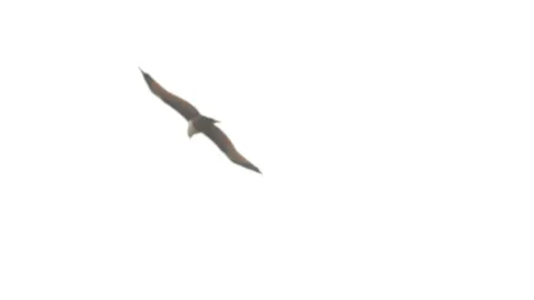 Soarking Brahminy Kite Stock Footage 195225414