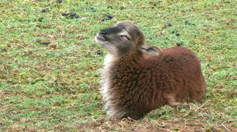 Soay Lamb Chewing His Cud - At Rural Ohio Farm 스톡 동영상 722583