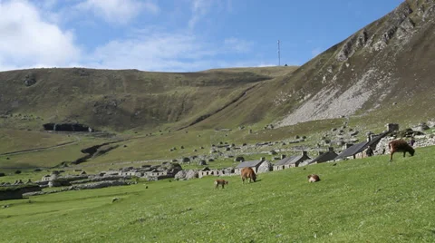 Soay sheep and visitors to the abandoned village Hirta, St Kilda, Scotland Stock Footage 38226379