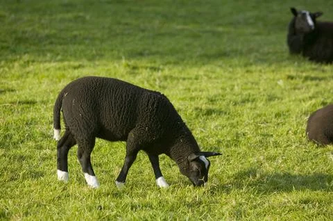 A Soay sheep lamb Stock Photos