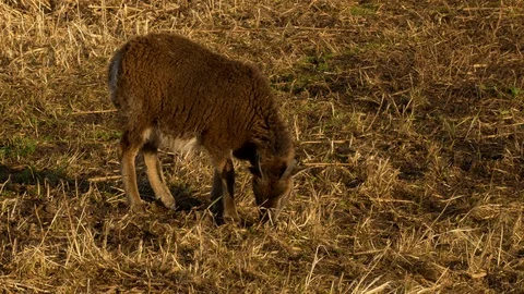 Soay sheep Ovis aries ewe foraging at edge of reedbed on nature reserve Stock Footage 87048977