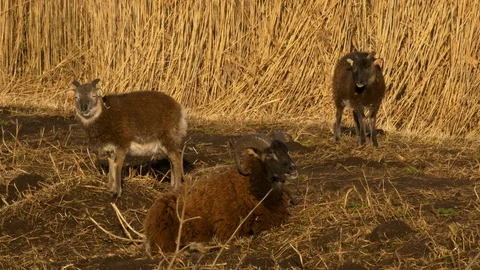 Soay sheep Ovis aries ram and two ewes resting and chewing cud Video stock 108059460