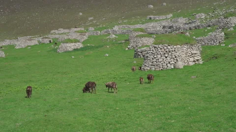 Soay sheep wander among dry-stone cleitean on Hirta, St Kilda, Scotland Stock Footage 229398575