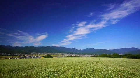 Soba Fields, the Aoki Mountains, Stratus Clouds, and Shioda Plain Stock Footage 333167607