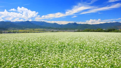 Soba Fields in Bloom and the Aoki Mountain Range 스톡 동영상 330607264