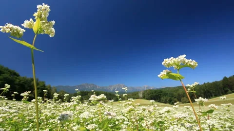 Soba Flower Fields and Mount Kashimayari in the Northern Alps Video stock 324907762