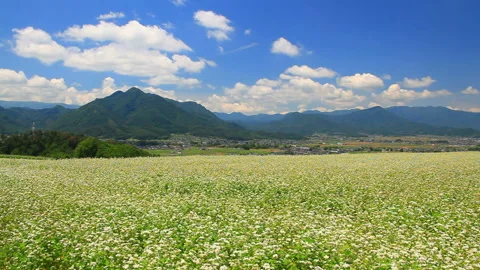 Soba Flower Fields and the Mountain Ranges of Dokkozan and the Aoki Three Vídeos de archivo 330445532