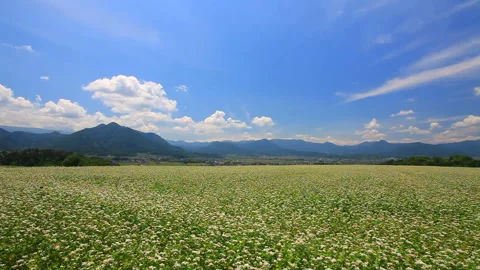 Soba Flower Fields and the Mountain Ranges of Dokkozan and the Aoki Three Vídeo Stock 330445552