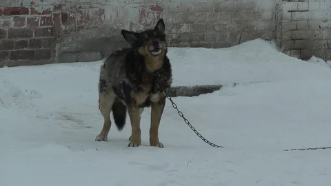 Sobaka 動画素材 100591827