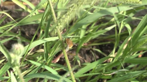 Sobirat bumblebee nectar. Stock Footage 7754943