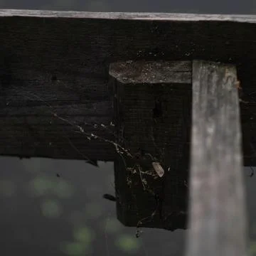 Сobweb and spider between boards on the river bank 写真素材