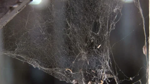 Сobwebs in the Сhurch 4 Video stock 32171965