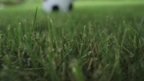 Soccer ball on a green lawn Stock Footage 136470341