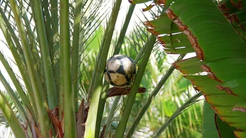 Soccer ball stuck between palm tree branches in 4k slow motion 60fps Stock Footage 280823910