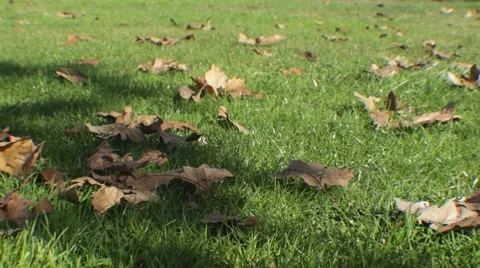 Soccer in the Park Stock Footage 45434491
