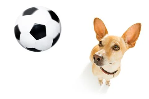 Soccer player dog Stock Photos