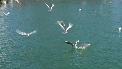 Sochi. Black Sea gulls snatch food from each other. Spring, 2021 Stock-Footage 151008715
