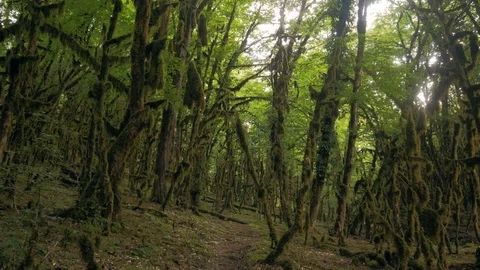 Sochi boxwood forest Stock Footage 102506813