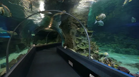 Sochi Discovery World Aquarium, the largest aquarium in Russia Stock Footage 37482801