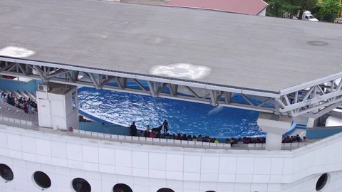Sochi Dolphinarium Dolphin Show Video stock 83401849