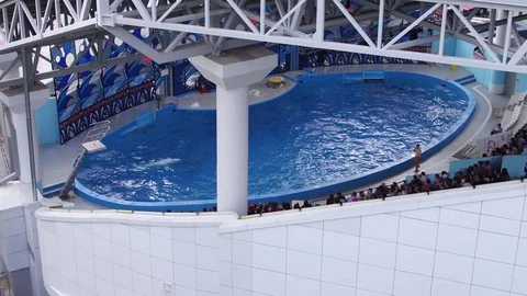 Sochi Dolphinarium Dolphin Show Video stock 83409462