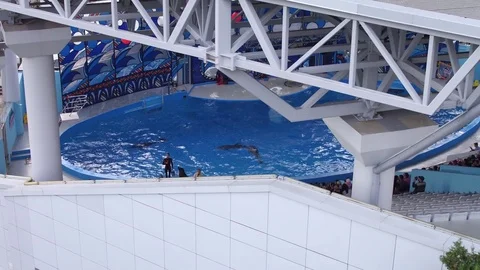 Sochi Dolphinarium Dolphin Show Video stock 83409463