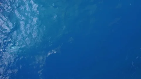 Sochi Dolphinarium Dolphin Show Video stock 83427600