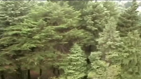 Sochi.Dendrary Stock Footage 1925107