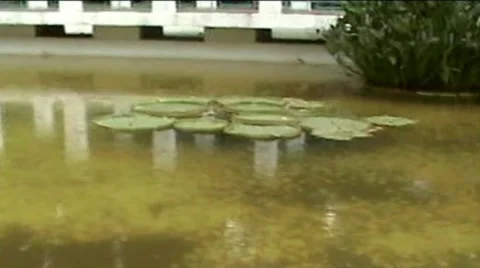 Sochi.Dendrary2 Video stock 1925264