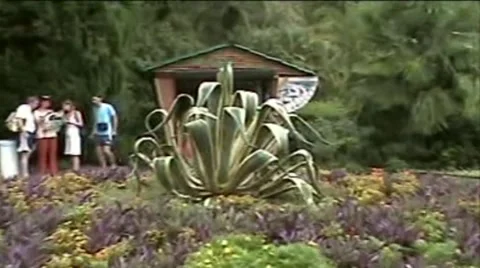 Sochi.Dendrary3 Stock Footage 1925513