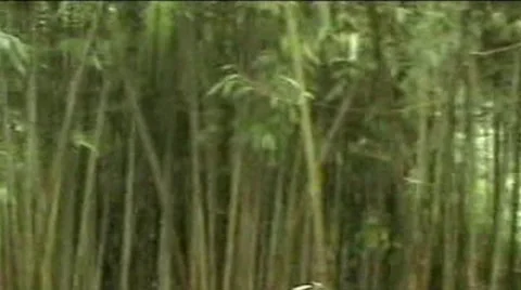 Sochi.Dendrary4 Stock Footage 1925562