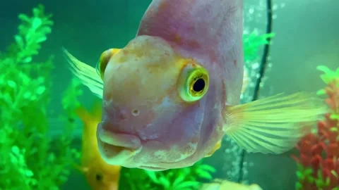 Sociable big fish in an aquarium. Video stock 277383082